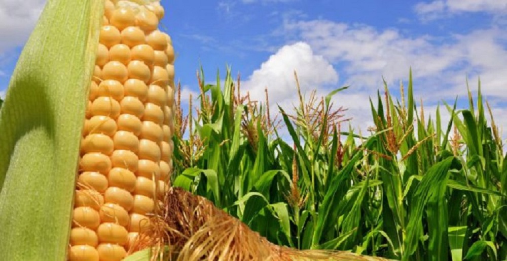 Campo de cultivo agrícola en una zona rural de México